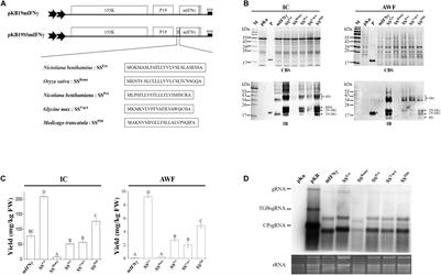 Fusion of a Novel Native Signal Peptide Enhanced the Secretion and Solubility of Bioactive Human Interferon Gamma Glycoproteins in Nicotiana benthamiana Using the Bamboo Mosaic Virus-Based Expression System